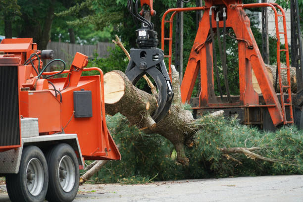 How Our Tree Care Process Works  in  Brookdale, NJ